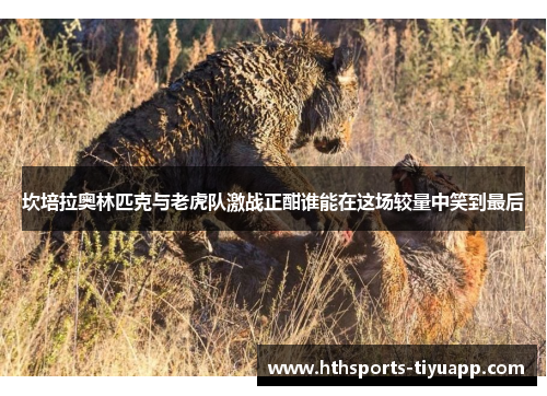 坎培拉奥林匹克与老虎队激战正酣谁能在这场较量中笑到最后